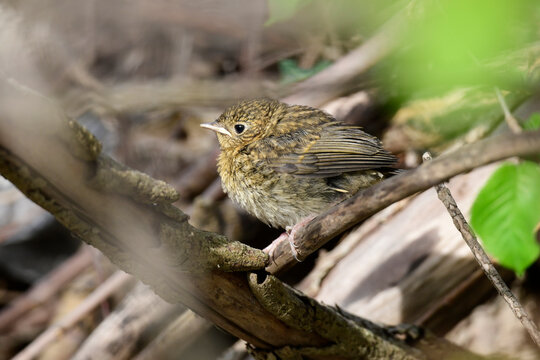 "altricial" young Robin (Erithacus rubecula) // junges Rotkehlchen - "Ästling"