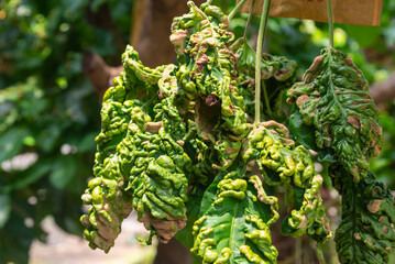 Characteristics of santol leaves that were destroyed by santol velvet mites (Eriophyes sandorici Nelepa). The other side will swell out. Causing the leaves to be kinked into a knot