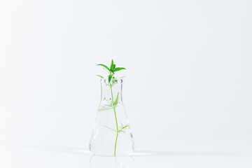 Plant and vitro science experiment,Test tubes with plants growing in nutrient medium standing in laboratory tube adaptor over white background with copy space for the text