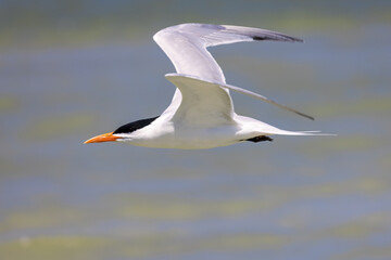 Fototapeta na wymiar Royal Tern Bird in Flight Over the Ocean