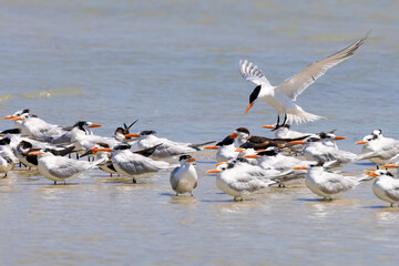 Royal Tern Bird in Flight Joins a Colony of Royal Terns near Marco Island, Florida