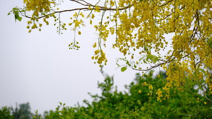 Yellow flowers are a bouquet of flowers in summer, Thailand.