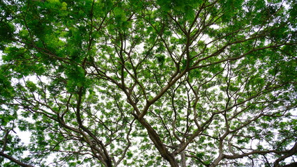 Fototapeta premium A large tree with branches that is hundreds of years old in Thailand.