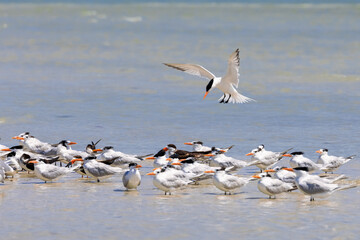 Royal Tern Bird in Flight Joins a Colony of Royal Terns near Marco Island, Florida