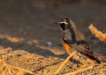 Closeup of a White-throated Robin at Hamala, Bahrain