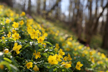 Fototapeta premium Spring flowers in a forest, yellow anemone buttercup in sunlight. Background with vivid colors of fairy nature