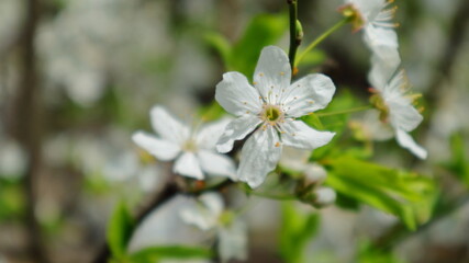 Close-up of plum flowers on a dark blurred background.