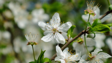 Close-up of plum flowers on a dark blurred background.