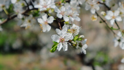 The branches of plum fruit trees are covered with beautiful flowers.