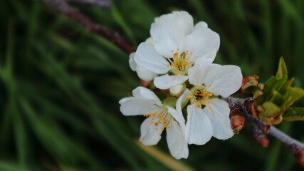 Obraz na płótnie Canvas Close-up of cherry flowers against a dark blurred background.