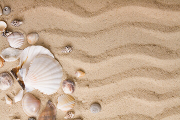 Naklejka na ściany i meble Top view seashells in the sand. Travel, vacation, sea concept