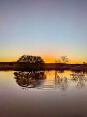 The tree, the lake and the sunset