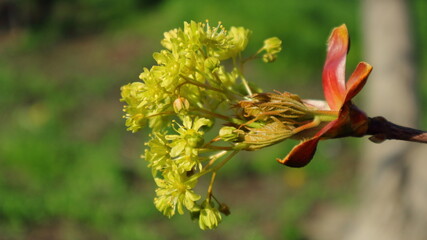 Close-up on the branches of maples with leaves opening from swollen buds.