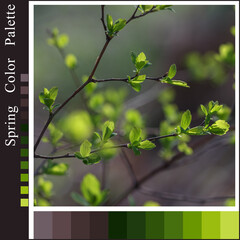Spring Harmonious Color Palette with Photo Branches with Young Fresh Leaves.