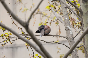 dove between tree branches, self-cleaning, sycamore tree,