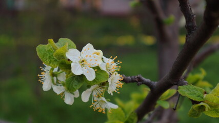 Close-up of plum flowers on a dark blurred background.