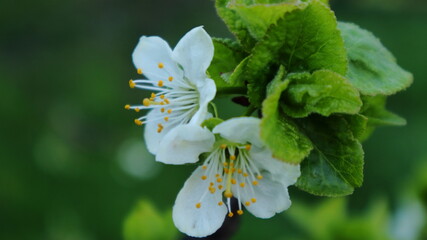 Close-up of plum flowers on a dark blurred background.