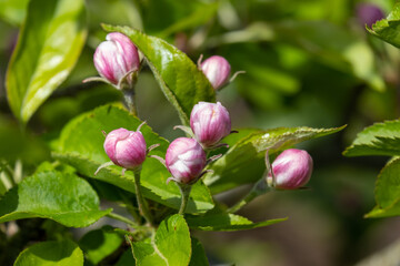 pink apple tree blossom