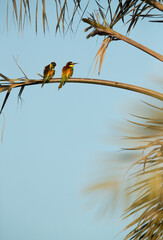 European bee-eater perched on date tree, Bahrain