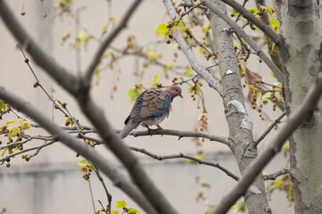 dove between tree branches, self-cleaning, sycamore tree,