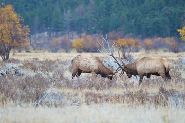 bull elk spar during fall rut