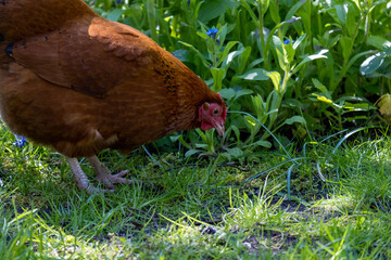 chicken in the grass