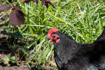 black chicken in nature