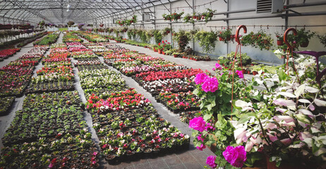 Various flowers in the greenhouse