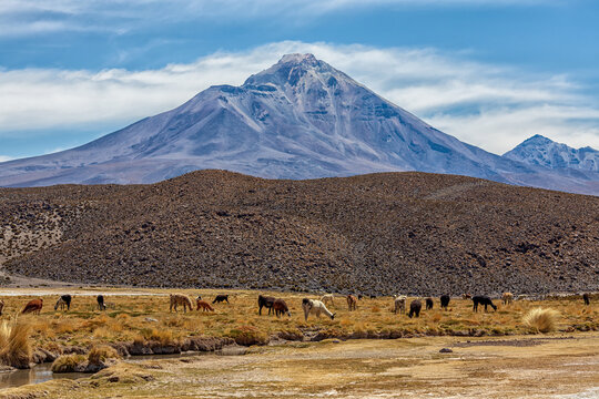 Llamas and Alpacas grazing beneath Isluga Volcano, Andean plateau, Chile.