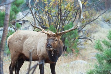 grazing bull elk
