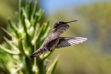 Black-Chinned Hummingbird (Archilochus alexandri) in Flight