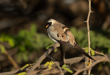 Namaqua Dove perched on a tree, Bahrain