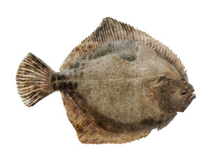 live flounder isolated on white background