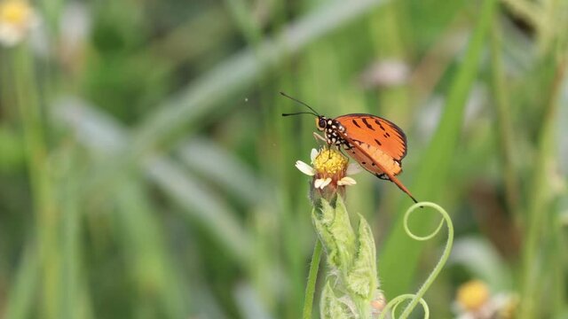A butterfly, tawny coster, is resting on a flower, coatbuttons, to bask to warm its wing muscles in the morning sun and being moved by a breeze.