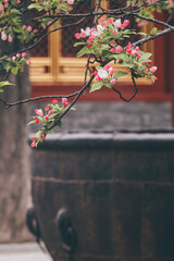 Spring flowers with red wall and ancient building background in the Forbidden City, Beijing, China