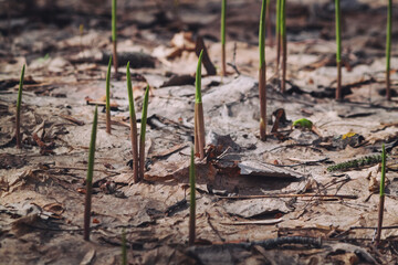 first spring sprouts of forest flowers. soil warmed by the sun after winter.