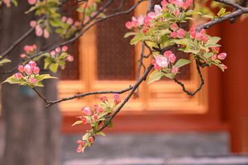 Spring flowers with red wall and ancient building background in the Forbidden City, Beijing, China