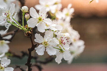 Close up view of white cherry blossoms, white flowers in spring