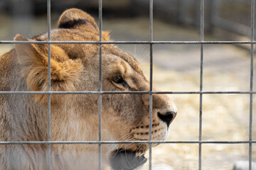 A large portrait of a wild lioness behind bars of a metal fence lion sitting in a cage wild animal...