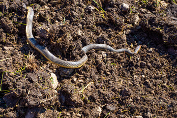 A large gray-yellow snake named Caspian or yellow-bellied snake crawls over freshly plowed land in spring. Red Book animals. Mating time