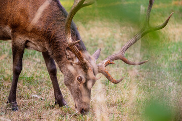 A magnificent male deer is eating in the woods