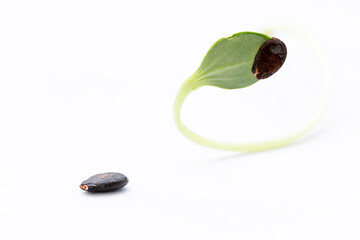 Close up view. Watermelon seed and a small seedling there is peel stick to the young leaves. Isolated on white floor.