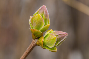 Russia. April 23, 2021. The first spring leaves on the bushes.