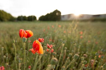 Campo di papaveri al tramonto