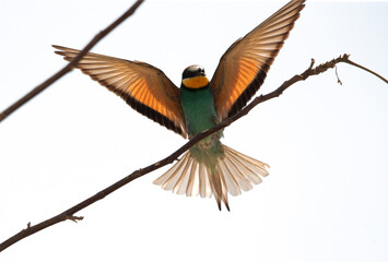 European bee-eater trying to perched on a tree, Bahrain