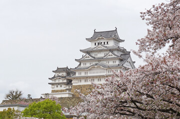 Obraz premium Himeji Castle with beautiful cherry blossoms in full bloom, Himeji City, Hyogo Prefecture, Japan