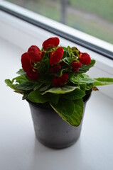 Beautiful bright flower of calceolaria in a pot on the window