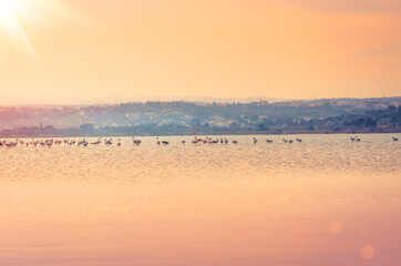 Flamants roses (Phoenicopterus Roseus), Le Salin de La Palme,Occitanie,France.