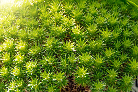 Japanese green moss Polytrichum juniperinum in subtropical forest - close up.
