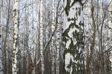 Young birch with black and white birch bark in spring in birch grove against background of other...